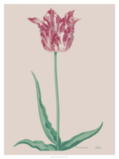 Marbled Tulip (1645), painted