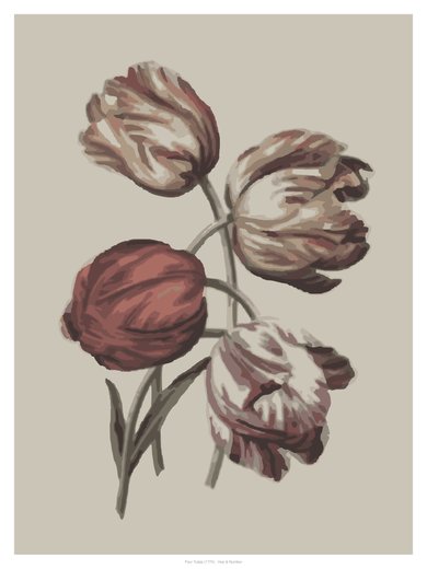 Four Tulips (1770), painted