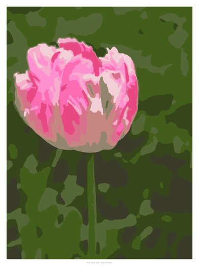 Pink Parrot Tulip, painted