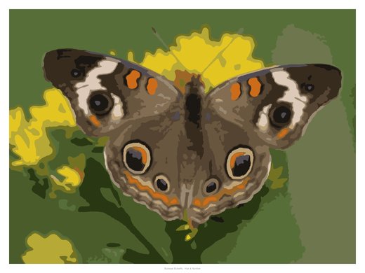 Buckeye Butterfly, painted