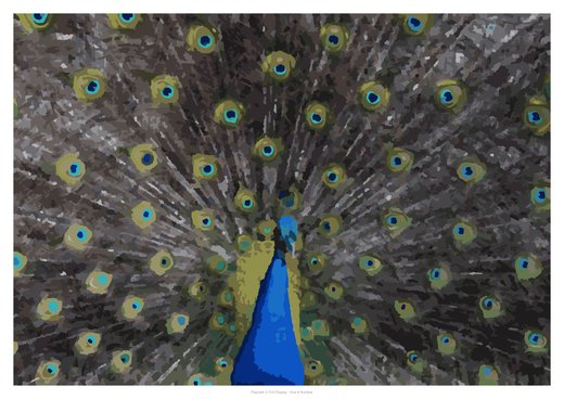 Peacock in Full Display, painted