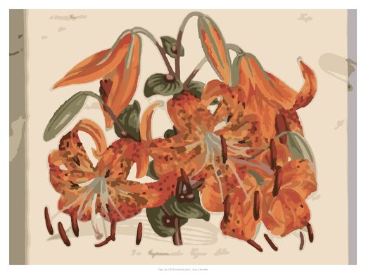 Tiger Lily (1815 botanical print), painted