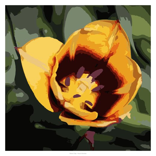 Flame Tulip, painted